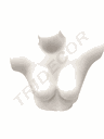 Busto Superior de Mujer en Plástico Blanco