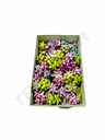 Estrela Metal 3011 6811 100Stellemm10